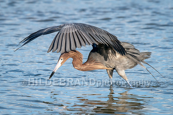 Reddish Egret