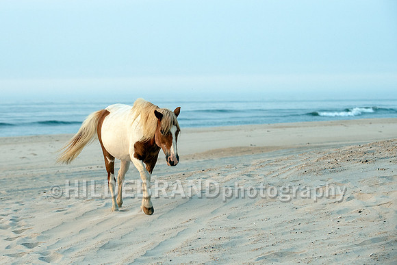 Chincoteague Pony