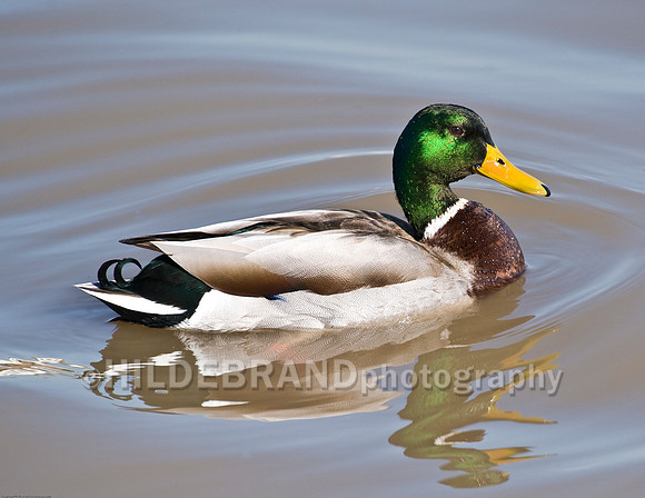 Mallard Duck Male