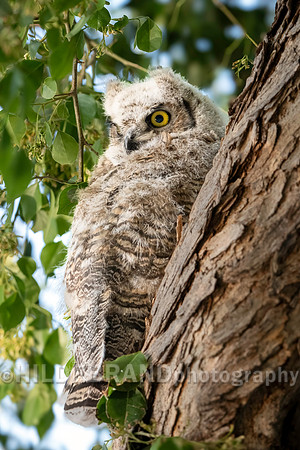 Shadow Ridge Owlets