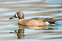 Blue-winged Teal