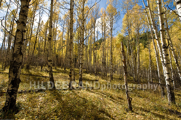 Aspen Grove