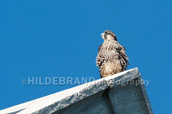 Fledgling on the peak