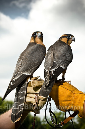 Aplomado Falcon Pair