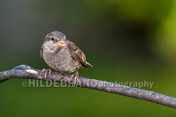 House Sparrow