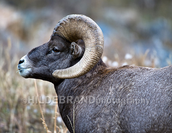 Bighorn Sheep