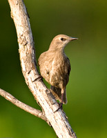 European Starling