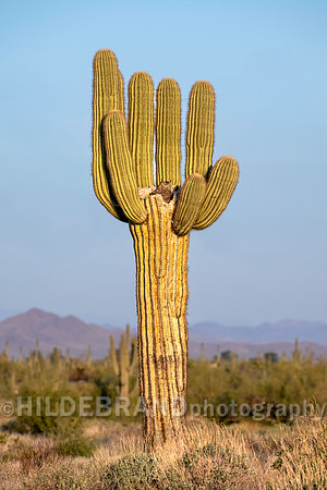 Great Horned Owl