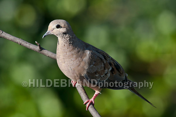 Mourning Dove