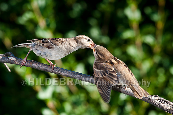 House Sparrow