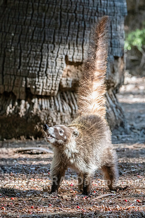 Coatimundi
