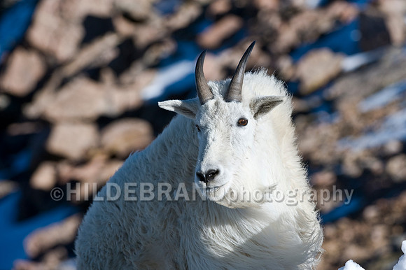 Mountain Goat