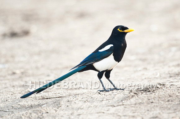 Yellow-billed Magpie