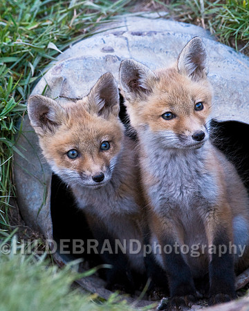 Fox Kits