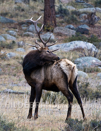 Bull Elk