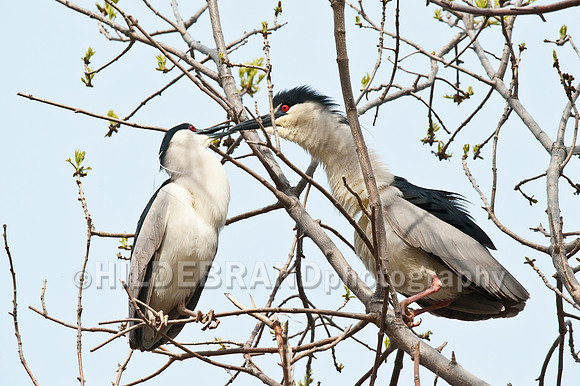 Nesting Black-crowned Night Herons