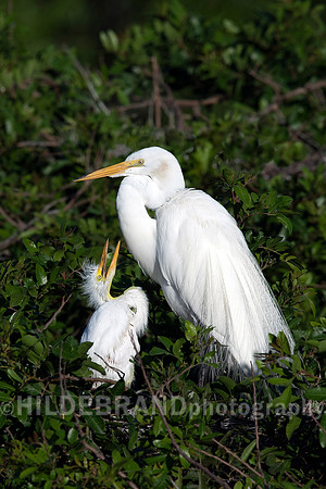 Great Egret