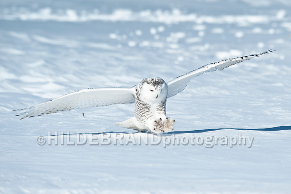 Snowy Owl