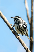 Black-and-White Warbler