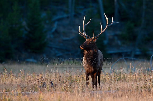 Majestic