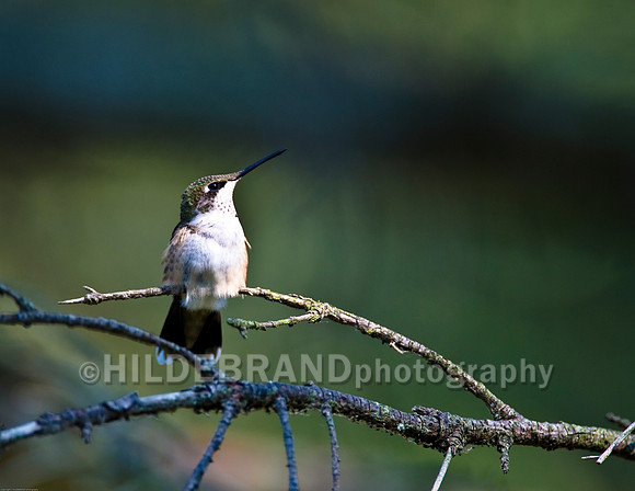 Ruby-Throated Hummingbird