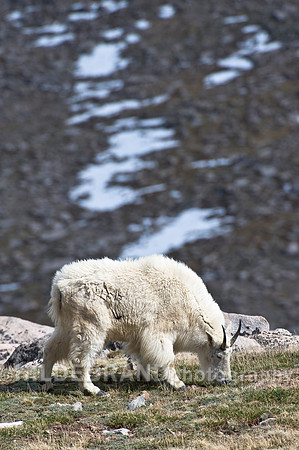 Mountain Goat