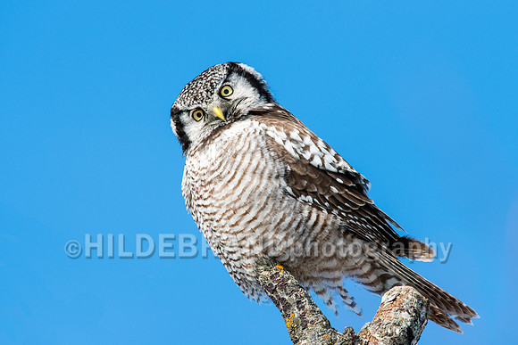Northern Hawk-Owl