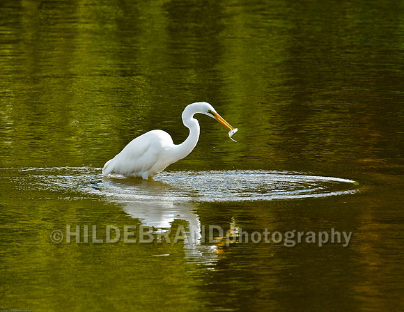 Catch of the Day - Great Egret