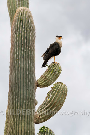 Crested Caracara