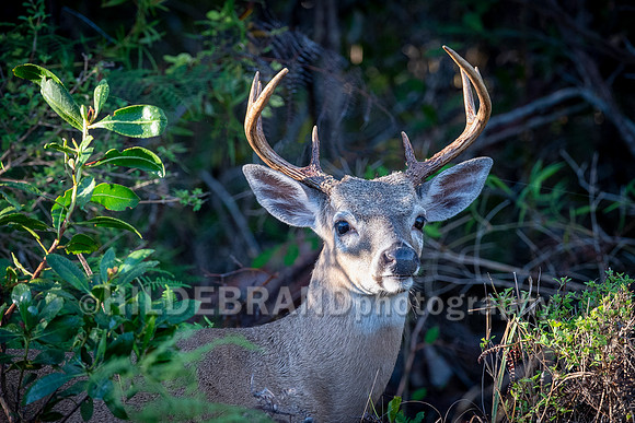 Key Deer
