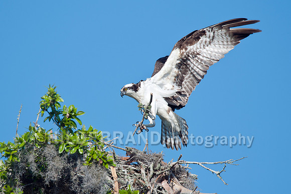 Nest Building