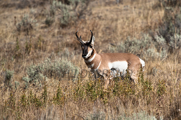 Pronghorn Antelope