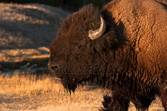 Bison