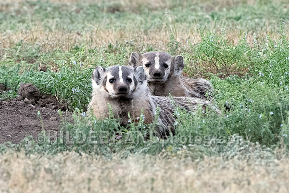 Badger