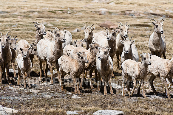 Rocky Mountain Bighorn Sheep