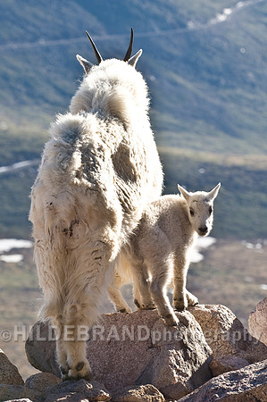 Mountain Goat