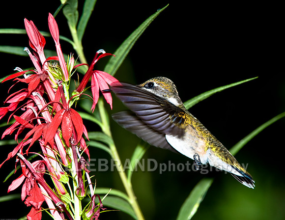 Ruby-Throated Hummingbird