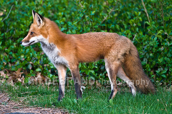 Neighborhood Red Fox