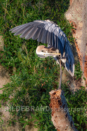 Great Blue Heron