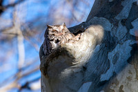 Eastern Screech-Owl