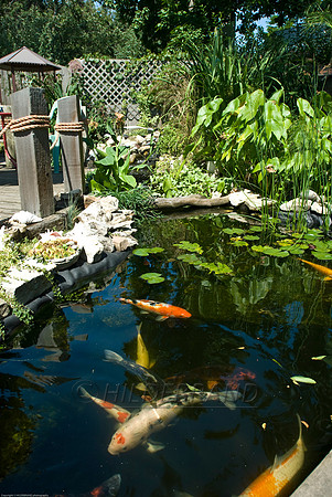 Ewing's Garden