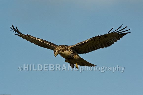 Banded Immature Red-Tailed Hawk