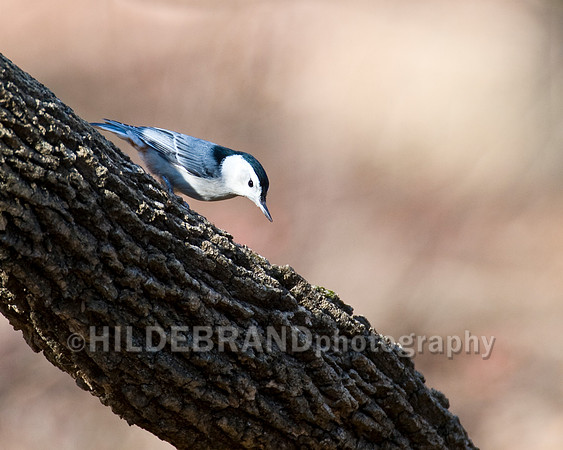 White-breasted Nuthatch