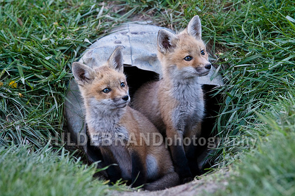 Fox Kits