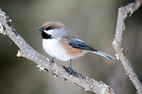 Boreal Chickadee