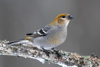 Pine Grosbeak