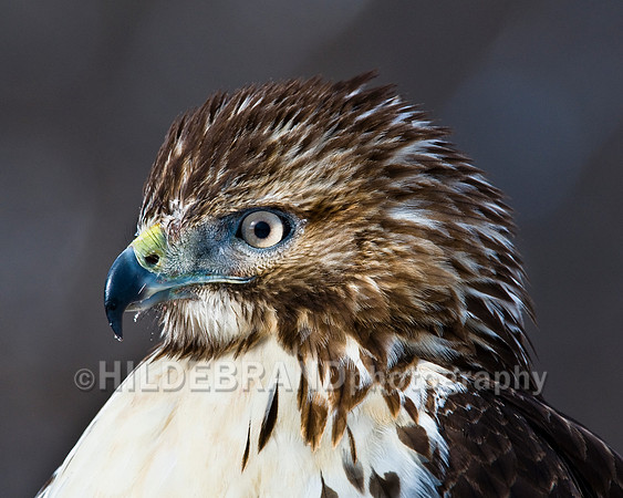 Red-Tail Hawk