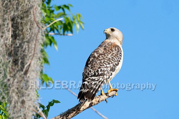 Red-shouldered hawk