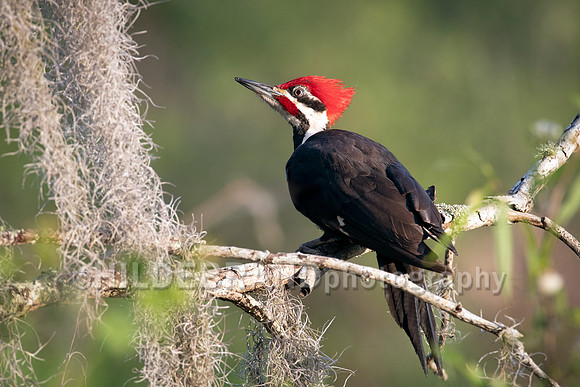 Pileated Woodpecker