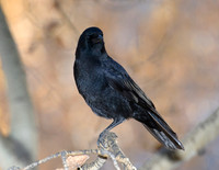 American Crow
